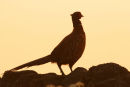 06-5449 Male Pheasant (Phasianus colchicus) on Drystone Wall in Dawn Light